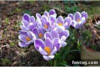 Blossoming Fun for Young Explorers