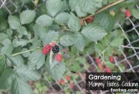 Garden Progress and Steven Weekly Tips