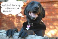 Nudges Dog Treats: American Made for Happy Paws