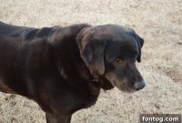 Nourishing Pups, Cultivating Love