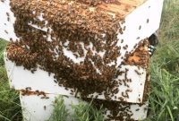 Honey’s Golden Tale