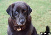 Iams Witness The Transformation