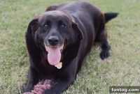 Iams Transformation Journey: Episode 3