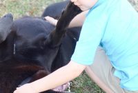 Unleash Happiness: Your Fur Baby & Luvsome