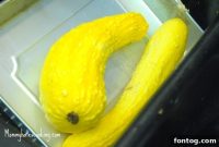 Unearthing Our Gardens Bounty