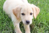 Puppy Playtime: Fun & Engaging Activities for Your Pup