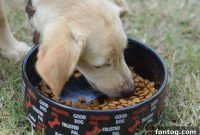 Beyond the Walk: 5 Fun Ways to Energize Your Dog