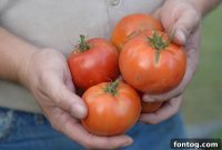 Keep Your Food Fresher Longer Rubbermaid FreshWorks Giveaway