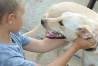 Transform Your Pup: 5 Training Must-Haves