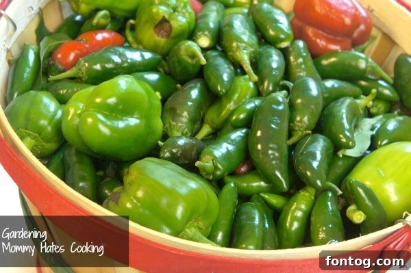 Herbs and fresh garden produce