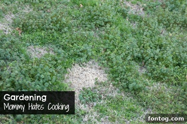 Lush green garden bed with fresh plants and visible soil