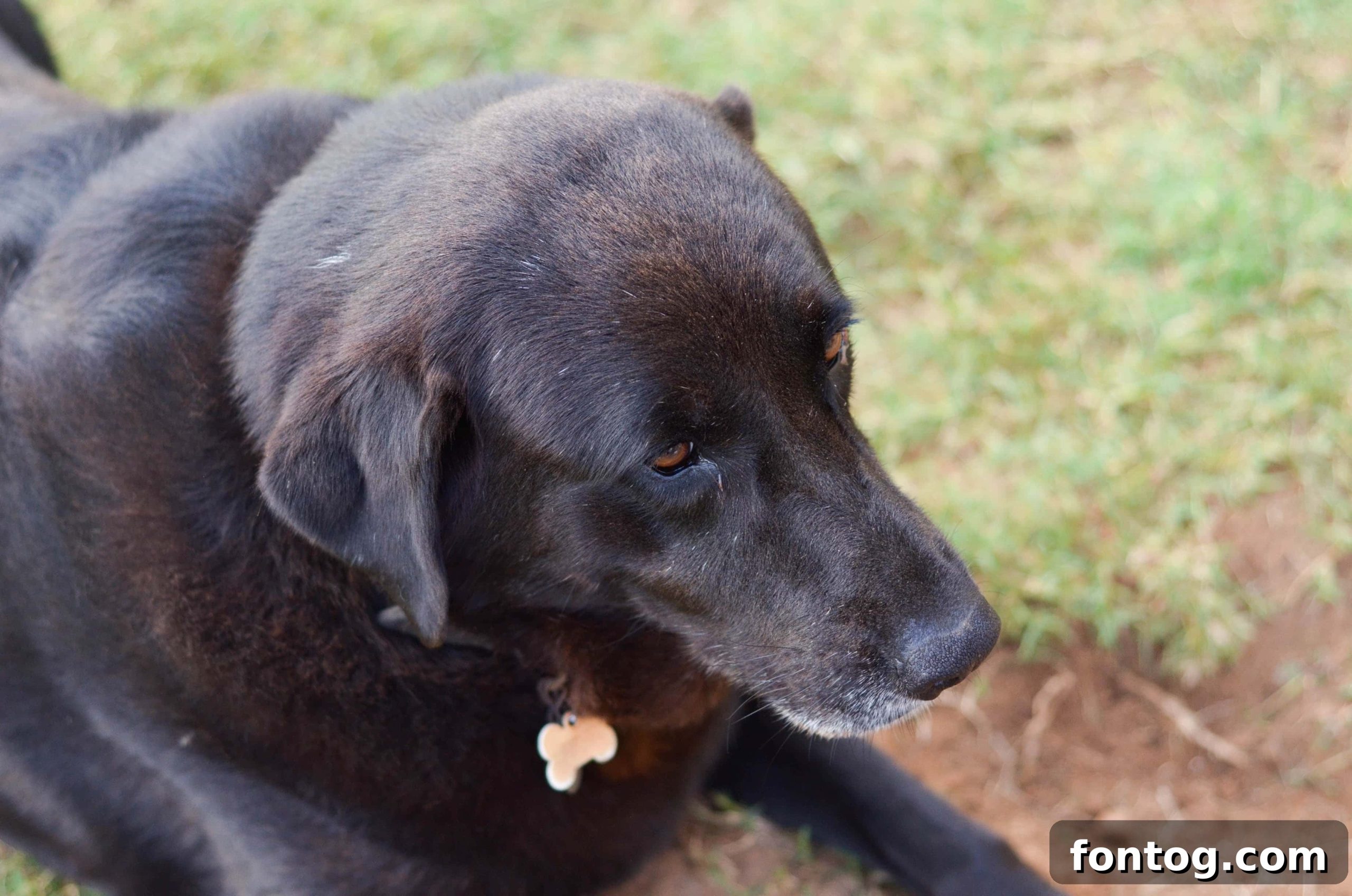 Iams Witness The Transformation 3 Close-up of Iams dog food, representing the start of a healthier diet for our dog, May, to achieve visible differences