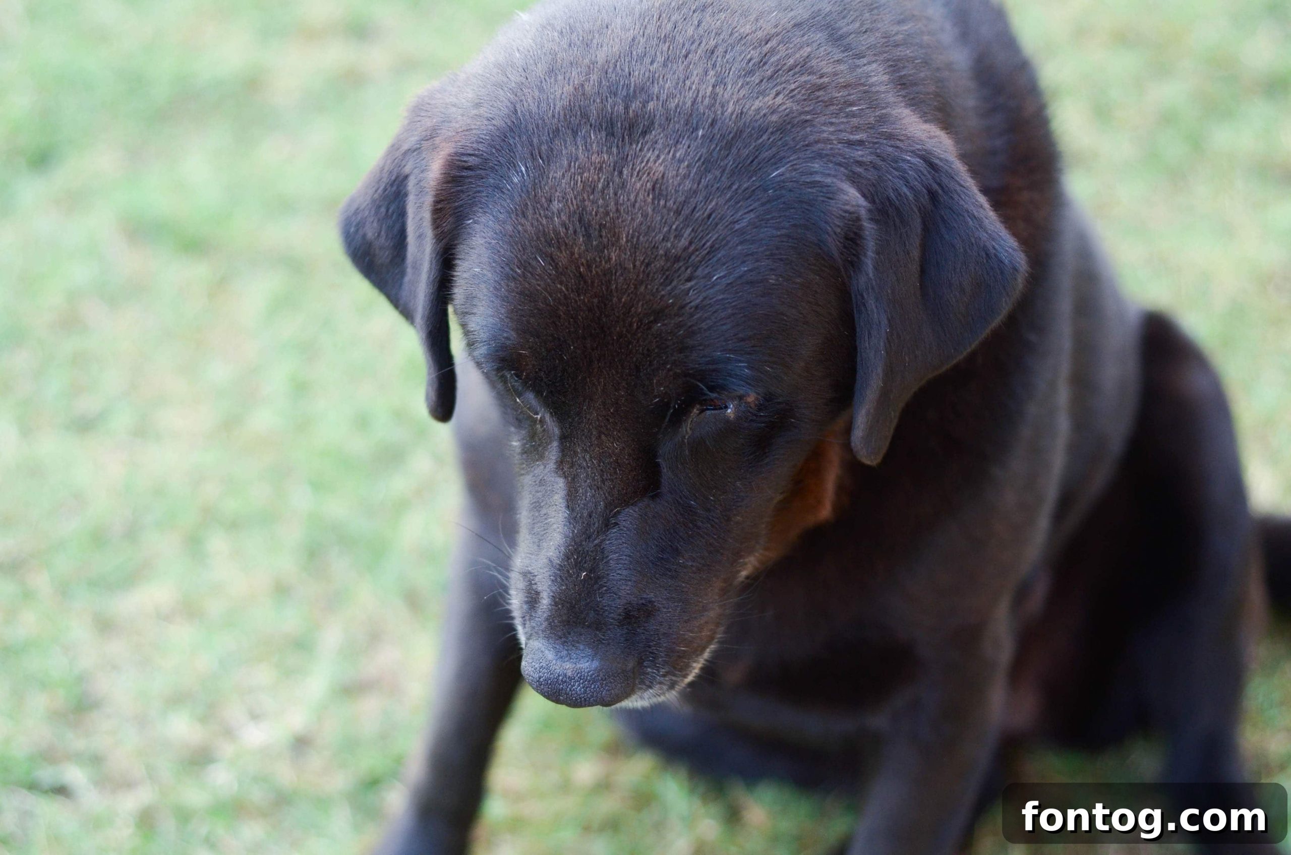 Iams Witness The Transformation 4 Our senior dog, May, patiently waiting for her Iams dog food, a step towards improved health and energy