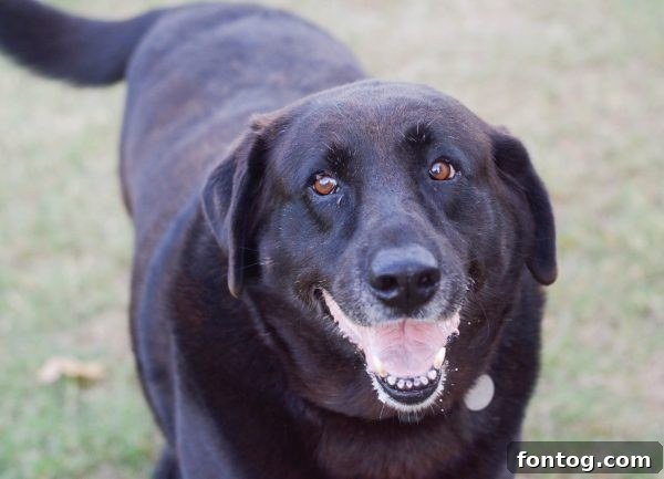 An assortment of delicious dog treats from various brands, neatly arranged for selection