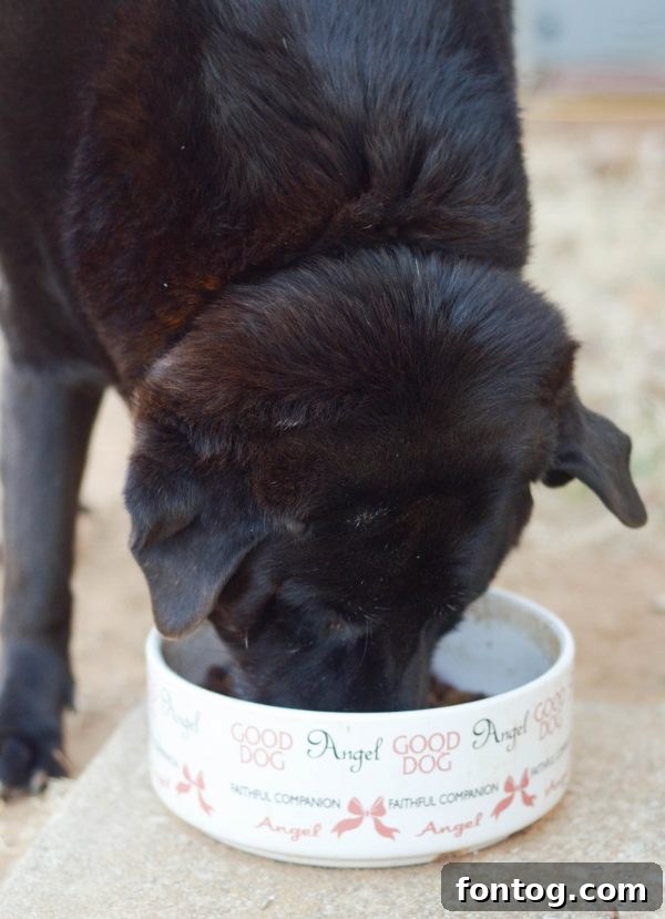 Happy dog enjoying Luvsome mealtime