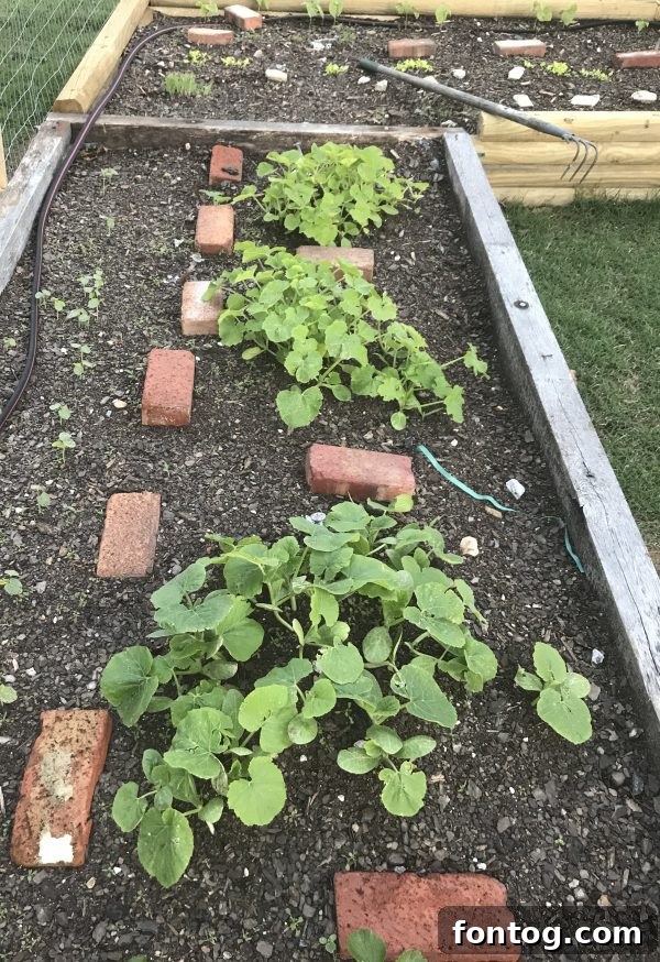 Lush green garden plants thriving after abundant rain