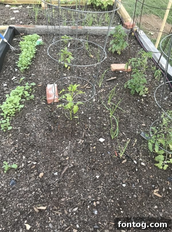 Garden plants showing signs of early growth and potential pest damage