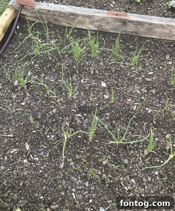 Close-up of vibrant green plant leaves in a garden setting