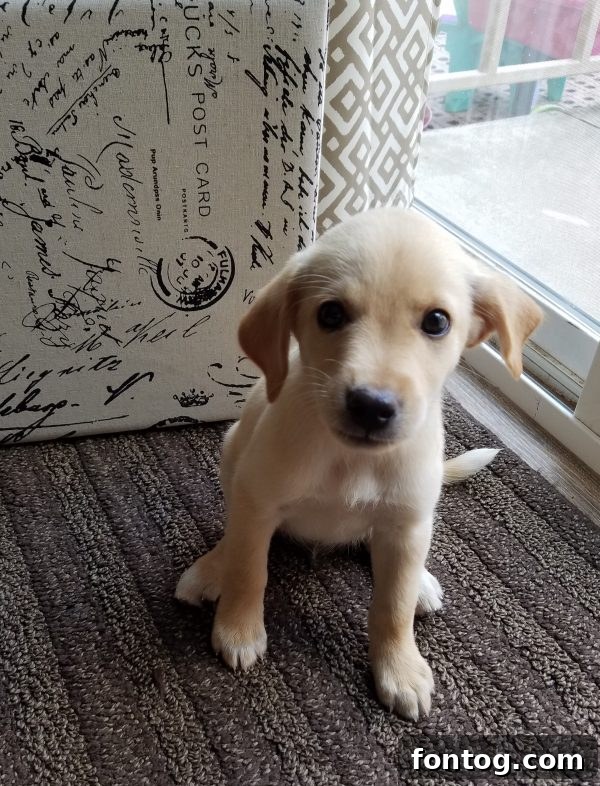 Discover Republic Wireless 4 A hand holding a smartphone, highlighting the user experience and device interaction.