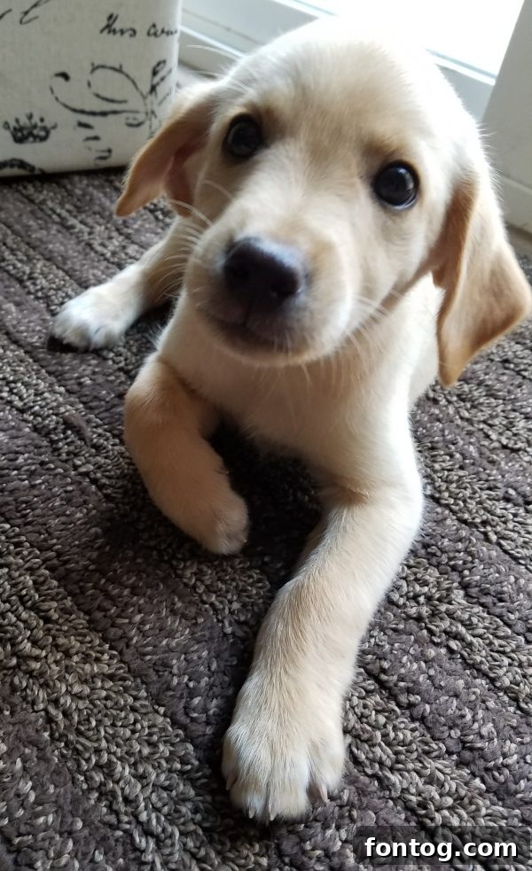 Discover Republic Wireless 6 A person holding a smartphone, capturing a moment with a small, adorable puppy.