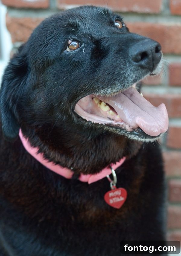 Puppy Playtime: Fun & Engaging Activities for Your Pup 3 Puppy Playtime - Ways to Keep them Engaged