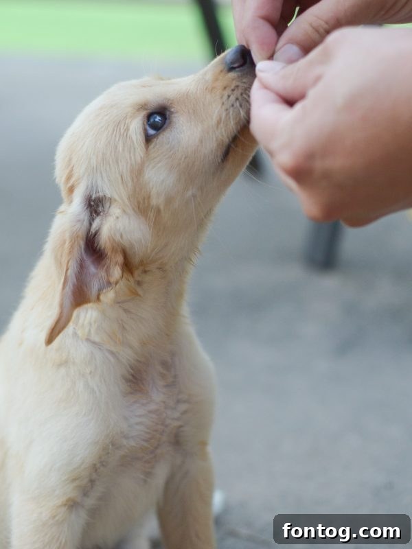 Puppy Playtime: Fun & Engaging Activities for Your Pup 8 Puppy Playtime - Ways to Keep them Engaged