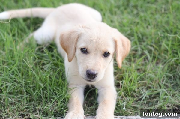 Puppy Playtime: Fun & Engaging Activities for Your Pup 10 Puppy Playtime - Ways to Keep them Engaged