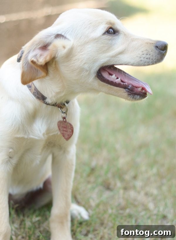 Happy dog running outdoors, symbolizing active dogs