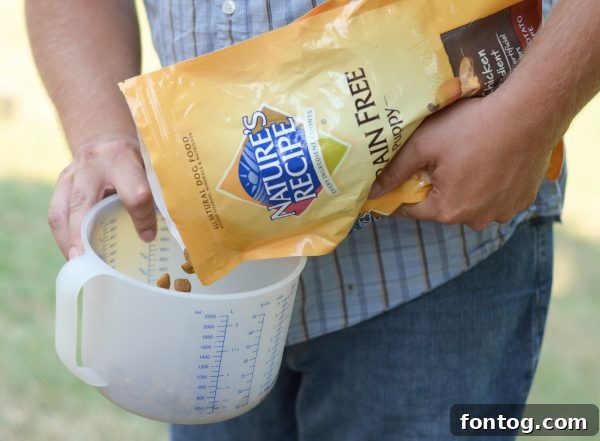 Close-up of a happy dog on a leash, ready for activity