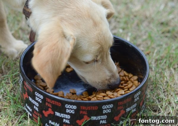 Nature's Recipe dog food bag with a happy dog