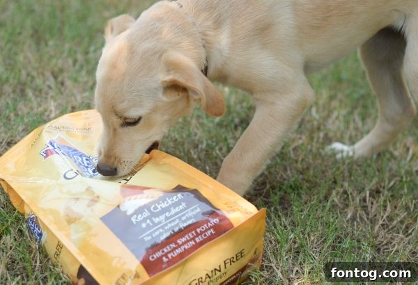 Dog running through grass, full of energy