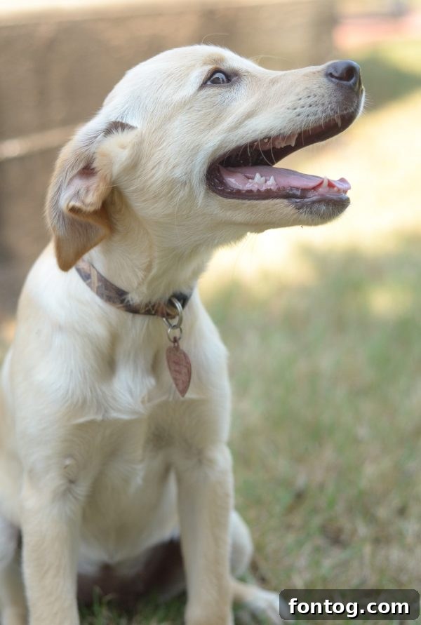 Dog smiling with tongue out, enjoying outdoor activity