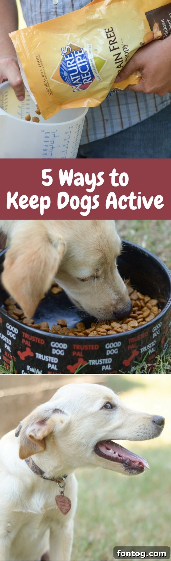 Pinterest graphic: 5 Ways to Keep Dogs Active with Nature's Recipe