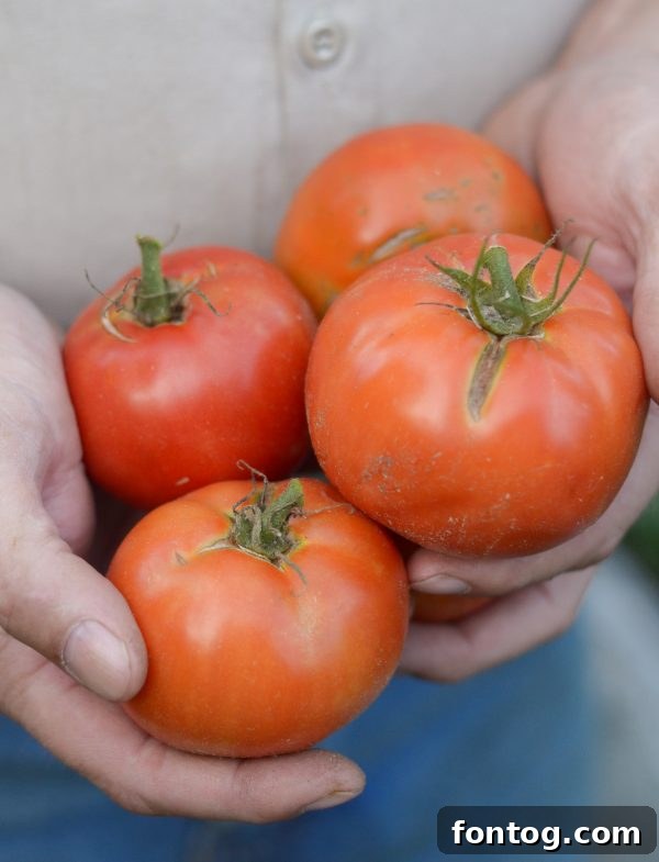 Detailed view of Rubbermaid FreshWorks containers highlighting the FreshVent lid and CrispTray features.
