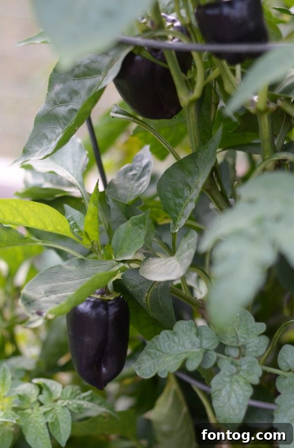 A vibrant display of various fresh fruits and vegetables, neatly organized and stored in a refrigerator, emphasizing a healthy lifestyle.