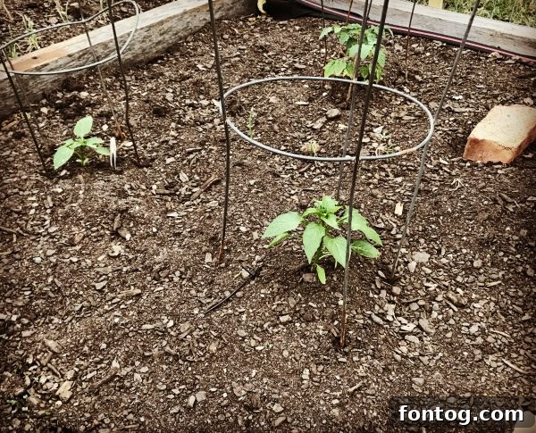 A row of small, green lettuce plants growing in a neat garden bed, protected by a fence.