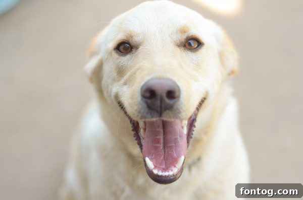 10 Summer Cookout Menu Staples for a Flawless Feast 18 A dog eagerly watching for dropped food during a family cookout. #SummerCookout #MasterSummer