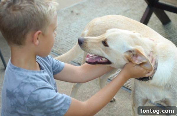 High-energy puppy Callie playing outdoors in a field