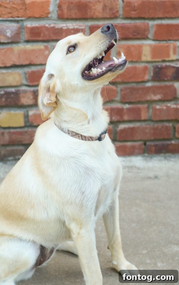 Dog owner actively training a puppy using positive reinforcement