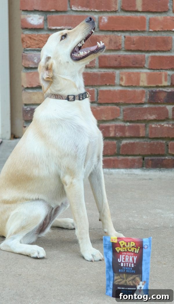 Dog looking up at owner, receiving praise and affection during training