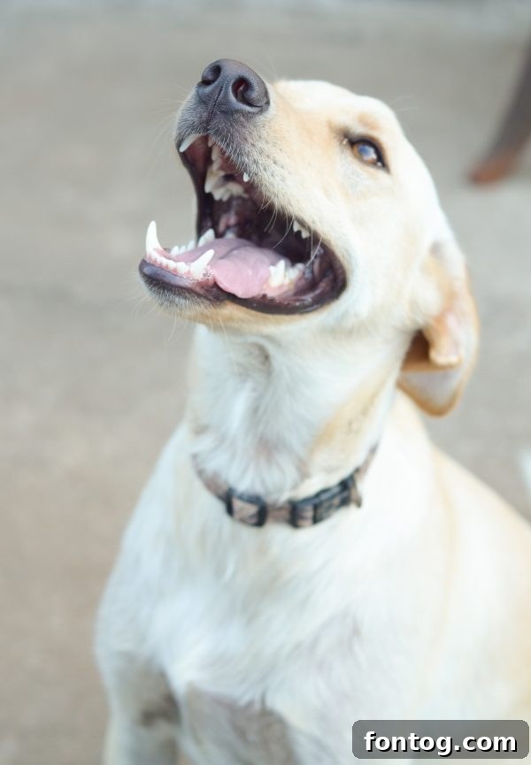 Happy dog looking at owner, displaying good behavior after a training session