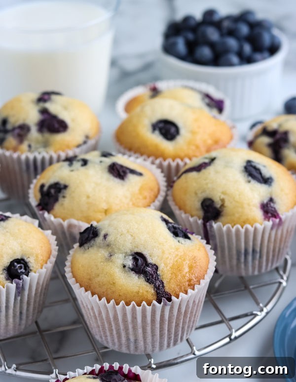 delicious blueberry muffins