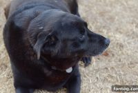 Luvsome Love for Fur Babies