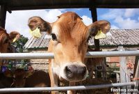 Mastering Beef: Tips and Tricks