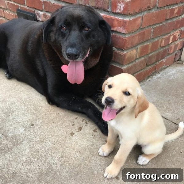 Cute puppy ready for cuddles