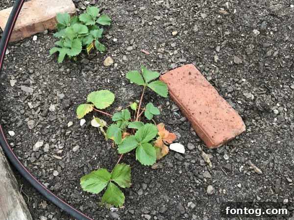 A close-up shot of hands tending to young plants in the garden soil