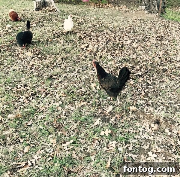 Tools and gardening supplies laid out, ready for use in a sunny garden